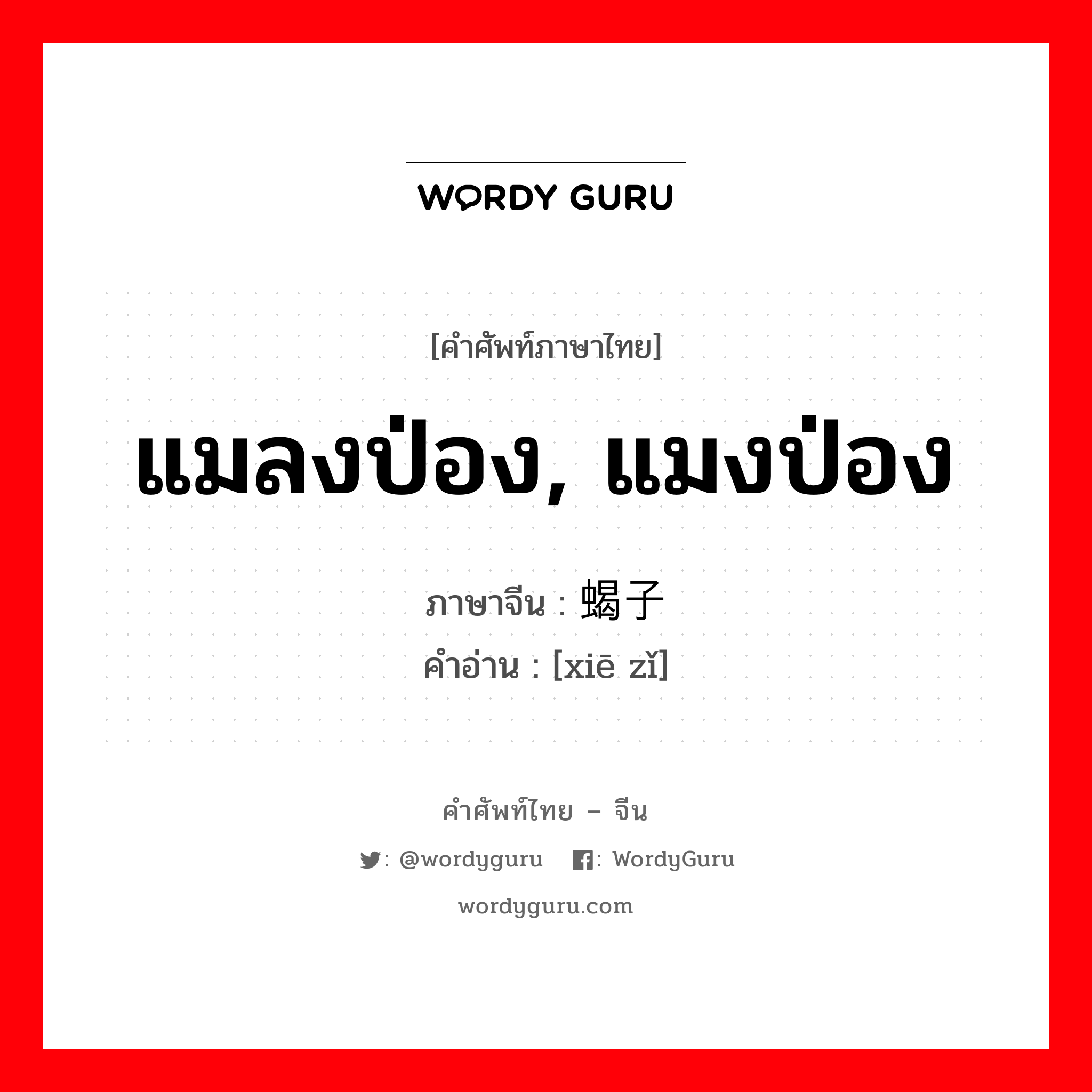 蝎子 ภาษาไทย?, คำศัพท์ภาษาไทย - จีน 蝎子 ภาษาจีน แมลงป่อง, แมงป่อง คำอ่าน [xiē zǐ]