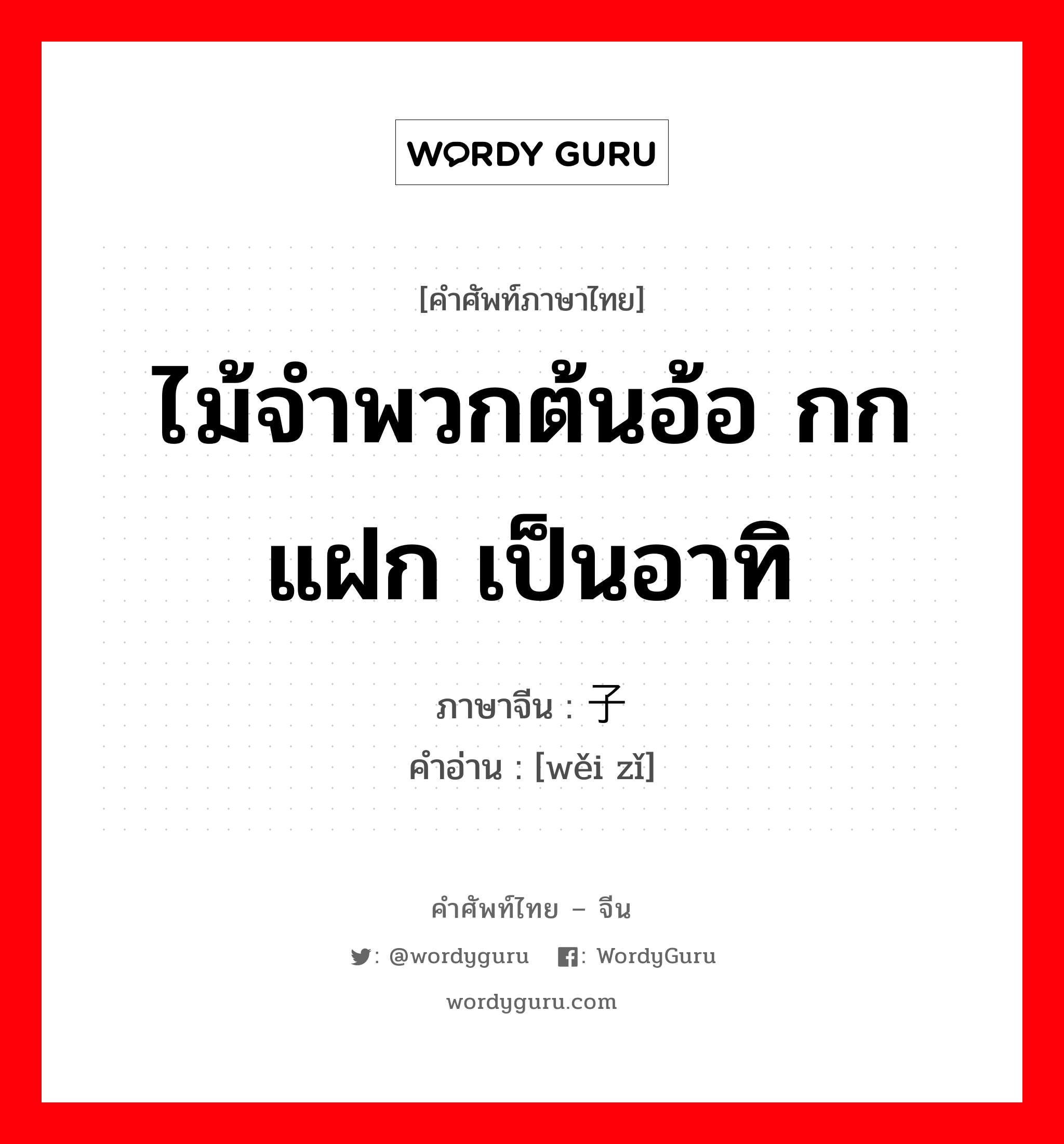 ไม้จำพวกต้นอ้อ กก แฝก เป็นอาทิ ภาษาจีนคืออะไร, คำศัพท์ภาษาไทย - จีน ไม้จำพวกต้นอ้อ กก แฝก เป็นอาทิ ภาษาจีน 苇子 คำอ่าน [wěi zǐ]