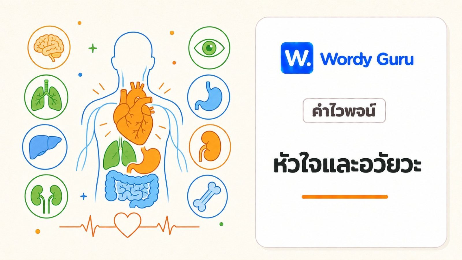 คำไวพจน์หัวใจและอวัยวะ มีอะไรบ้าง พร้อมความหมายและตัวอย่าง