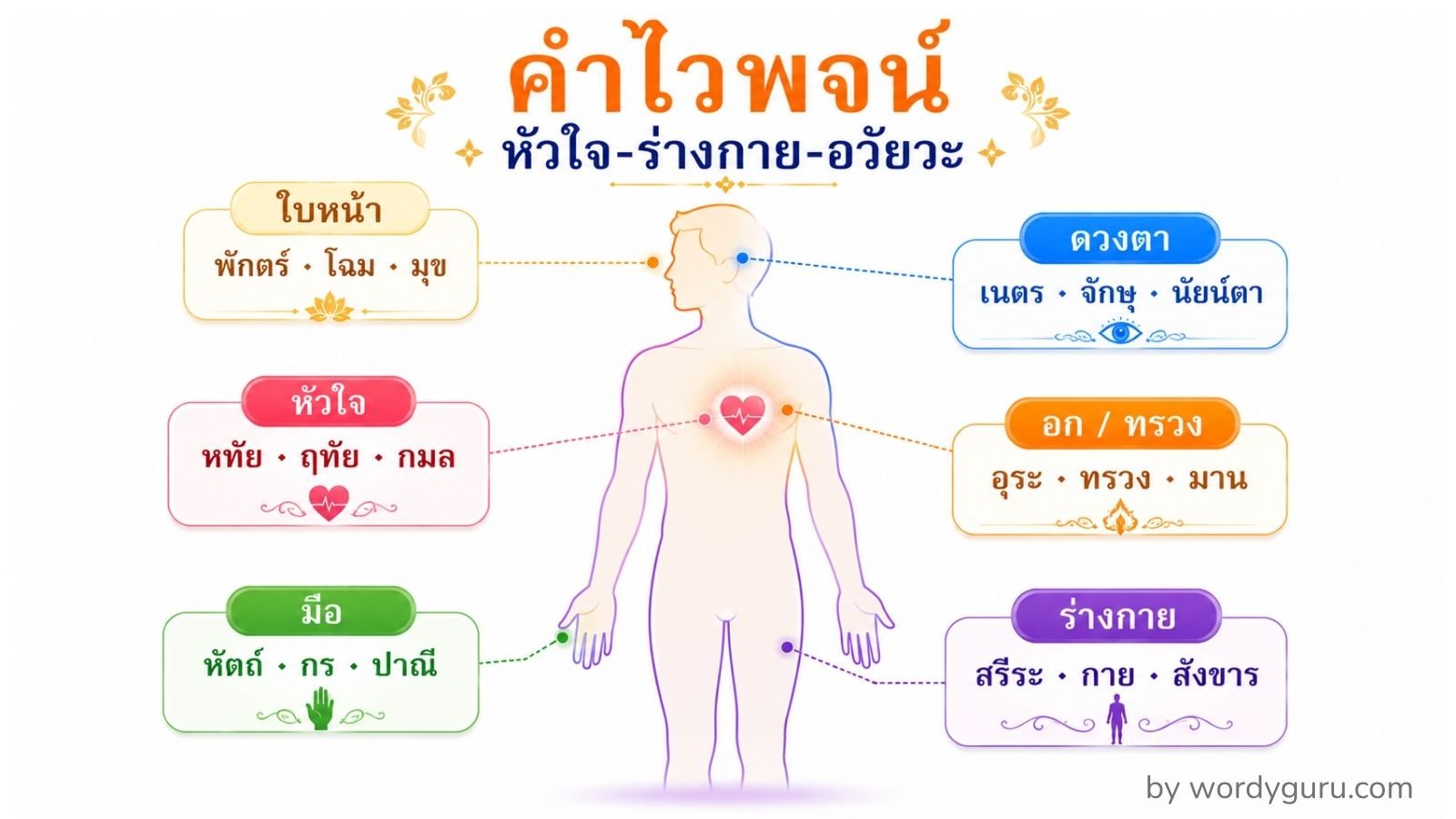 คำไวพจน์หมวด หัวใจ-ร่างกาย-อวัยวะ ครบทุกคำ พร้อมความหมาย